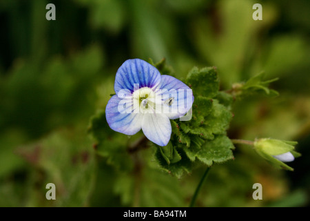 Slender Speedwell Veronica filiformis Véronique Veronica filiformis mince famille famille des Scrophulariacées. Flower in close up Banque D'Images