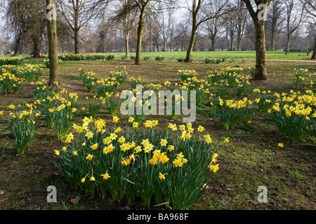 Les jonquilles - Narcissus - Abington Park, Northamptonshire, England, UK Banque D'Images