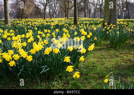 Les jonquilles - Narcissus - Abington Park, Northamptonshire, England, UK Banque D'Images