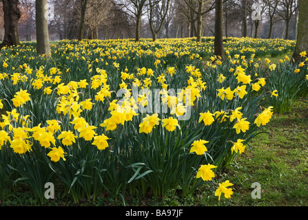 Les jonquilles - Narcissus - Abington Park, Northamptonshire, England, UK Banque D'Images