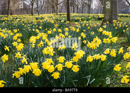 Les jonquilles - Narcissus - Abington Park, Northamptonshire, England, UK Banque D'Images