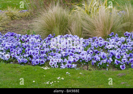 Lit fleur bleu de pensées et de graminées ornementales plantes à massif de printemps parterre Banque D'Images