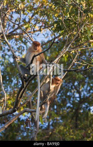 Proboscis Monkey Nasalis larvatus Sukau Sabah Malaisie Bornéo Banque D'Images