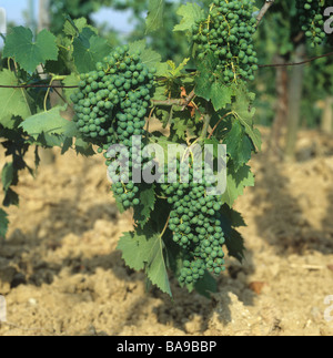 Les raisins de jeunes sur des vignes dans un vignoble de Chianti Toscane Italie Banque D'Images