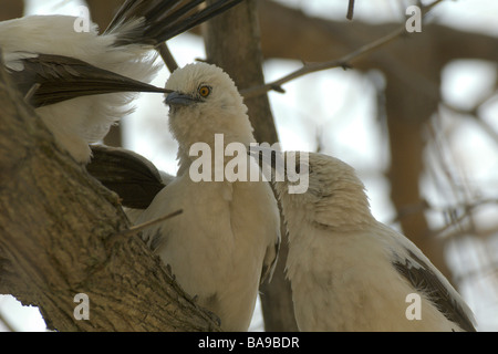 Les oiseaux d'Afrique du sud de pied discoureur Banque D'Images