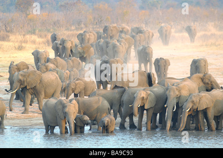L'éléphant d'Afrique Loxodonta Africana Parc national de Hwange au Zimbabwe de grands troupeaux de la famille de l'eau potable en comportement animal Hwange Banque D'Images
