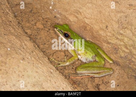 La grenouille Rana hosii Rock vénéneux Danum Valley Sabah Malaisie Bornéo Banque D'Images