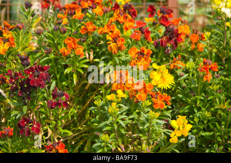 Printemps coloré Wallflowers Erysimum cheiri' 'ressorts Banque D'Images