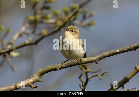 Phylloscopus collybita « récent printemps Midlands Banque D'Images