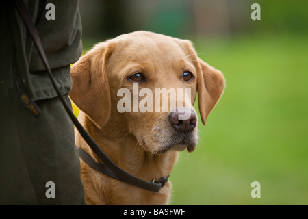 Un labrador retriever jaune chien de travail ou chien avec le propriétaire Banque D'Images