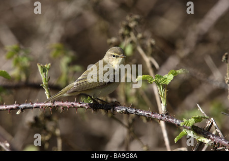 Phylloscopus collybita « récent printemps Midlands Banque D'Images