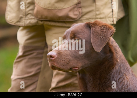 Un chocolat ou brown labrador retriever chien de travail ou chien miteux Banque D'Images