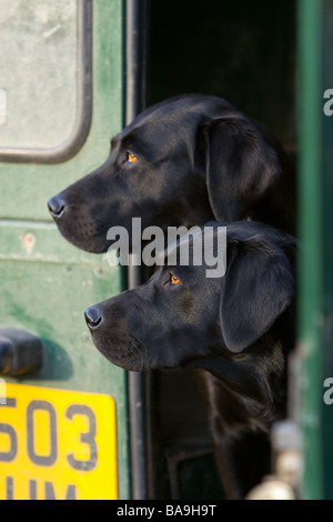 Deux Labrador noir chiens de travail ou d'une arme à feu les chiens dans l'arrière d'un véhicule land rover Banque D'Images