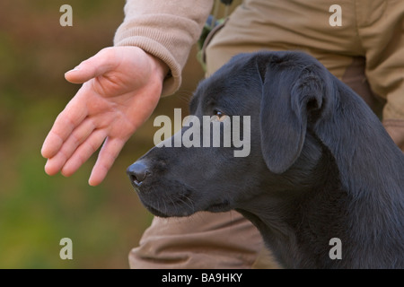 Un labrador noir chien de travail ou chien d'être exprimés ou envoyés pour récupérer un Banque D'Images