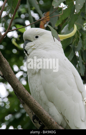 Teneur en soufre cacatoès soufré dans tree à Sydney Botanical Gardens Banque D'Images