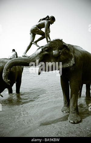 Un éléphant keeper obtient un ascenseur jusqu'après le bain son éléphant dans la rivière, au Népal Banque D'Images