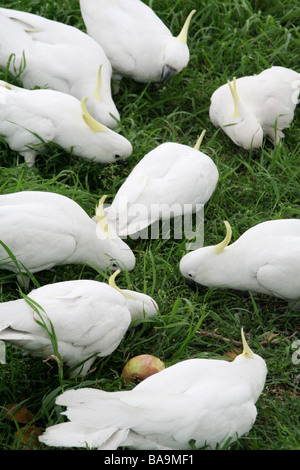 Teneur en soufre cacatoès à crête alimentation dans des jardins botaniques de Sydney Banque D'Images