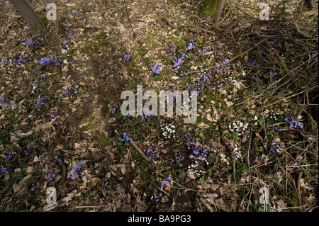 Liverleaf (Hepatica nobilis), Suède Banque D'Images