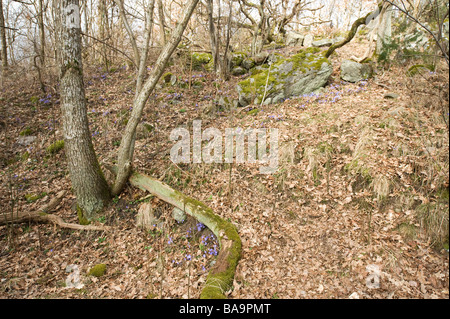 Liverleaf (Hepatica nobilis), Suède Banque D'Images