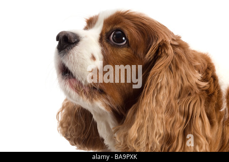 'Cavalier King Charles Blenheim' close up Banque D'Images