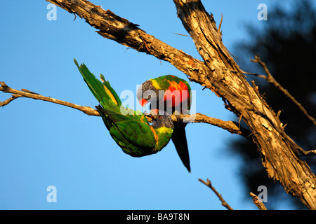 Une paire de Rainbow loriquets verts Trichoglossus haematodus Banque D'Images