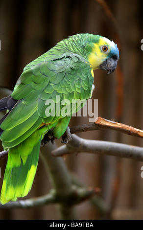 À la façade bleu Amazon Parrot, Amazona aestiva, Strigiformes. Banque D'Images