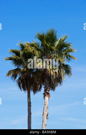 Palmiers avec fond de ciel bleu Banque D'Images