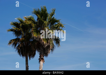 Deux palmiers avec une traînée de vapeur des avions dans le ciel bleu Banque D'Images