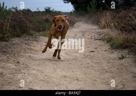 Jeune hongrois Vizsla devint chien courir en campagne Banque D'Images