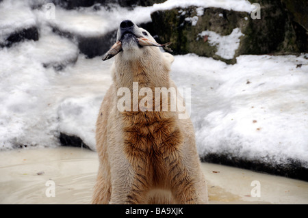 L'ours polaire Knut au zoo de Berlin Banque D'Images
