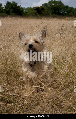 Terrier de Norwich Norfolk/assis dans la campagne Banque D'Images