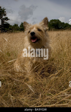 Terrier de Norwich Norfolk/assis dans la campagne Banque D'Images