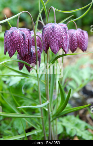 Snakeshead Fritillaries de groupe Banque D'Images