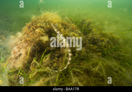 Plus Syngnaahus, syngnathes acus, au large de la côte sud de la Suède Banque D'Images