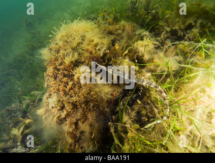 Plus Syngnaahus, syngnathes acus, au large de la côte sud de la Suède Banque D'Images