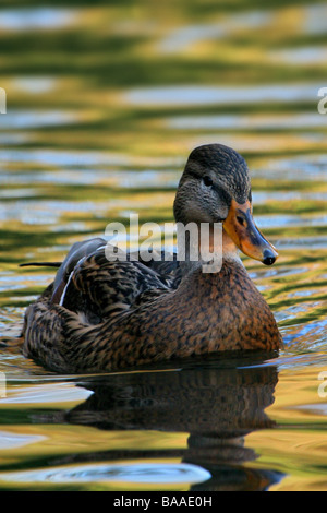 Anas platyrhynchos Canard colvert femelle country park North Lincolnshire Angleterre Grande-Bretagne Banque D'Images