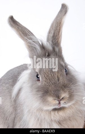 Portrait jeune lapin gris croix de Lionhead Banque D'Images