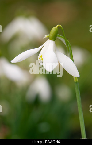 Printemps à normanby hall country park North Lincolnshire perce-neige Banque D'Images