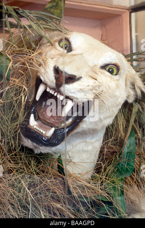 Tête de Lionne dans une vitrine d'époque victorienne Banque D'Images