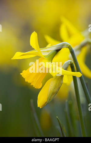 Printemps à normanby hall country park North Lincolnshire Jonquilles Banque D'Images