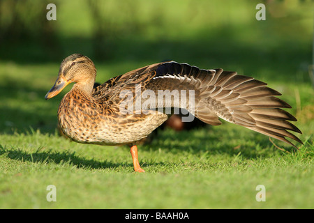 Anas platyrhynchos Canard colvert femelle country park North Lincolnshire Angleterre Grande-Bretagne Banque D'Images