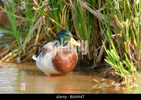 Drake Mallard Anas platyrhynchos country park North Lincolnshire Angleterre Grande-Bretagne Banque D'Images