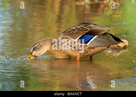 Anas platyrhynchos Canard colvert femelle country park North Lincolnshire Angleterre Grande-Bretagne Banque D'Images