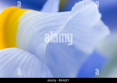 Printemps fleurs violettes d'iris sur fond blanc Banque D'Images