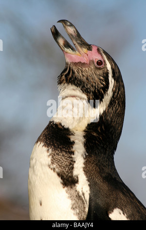 Portrait de Humboldt Penguin Spheniscus humboldti braire Banque D'Images