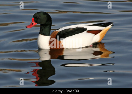 Tadorne Casarca Tadorna tadorna sur l'eau à Martin simple WWT, Lancashire UK Banque D'Images