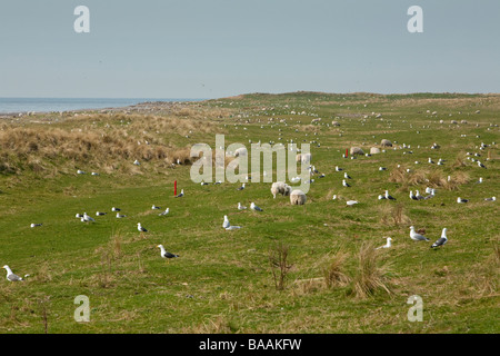 Moindre goéland noir des colonies sur Walney Island Nature Reserve Barrow in Furness Cumbria Uk Banque D'Images