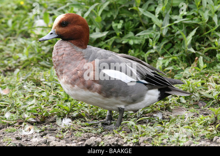 Homme Canard siffleur Anas penelope debout sur l'Herbe à Martin simple WWT, Lancashire UK Banque D'Images