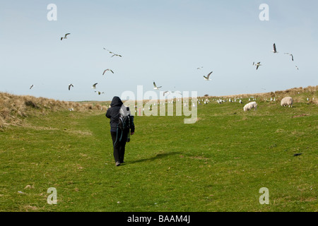 Visiteur marche sur le goéland à manteau noir moindre colonies sur Walney Island Nature Reserve Barrow in Furness Cumbria Uk Banque D'Images