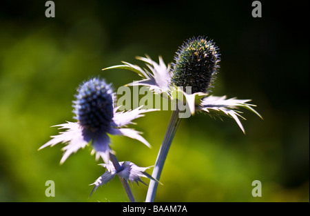 Eryngium giganteum mer holly Miss Willmott's Ghost Banque D'Images